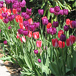 Picture of tulips