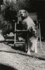 Photo of Broadus Mitchell beloved dogs, 1940.