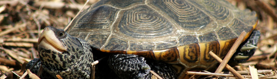 Dr. Russell L. Burke - Shell of a Save: JFK Barriers to Block Runway Turtles