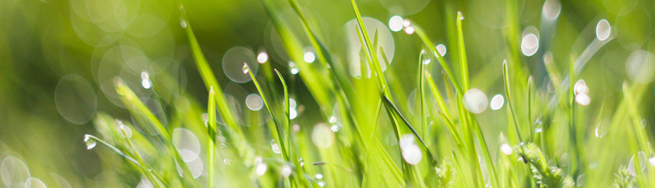 #hclasindex-caption-0 Go Green - Major is Sustainability Studies