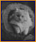 Hofstra Cat