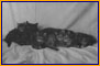 Hofstra Cat