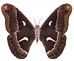 a butterfly flying away - the symbol of the Hofstra Arboretum appears in its place
