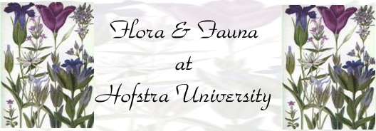 Flora and Fauna at Hofstra University Special Collection logo:  Plants are seen on both sides of the logo with the title in the middle behind a faded flower background