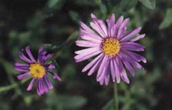 a photo of Aster Frikarti