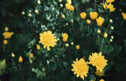 Chrysanthemum