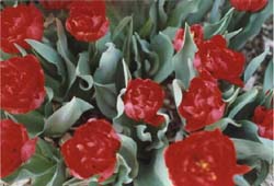 Peony Flowering Tulips