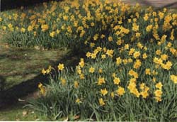 field of daffodils
