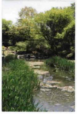 Typha Cattails Growing in Pond