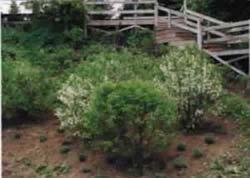 White Fringe Trees (Chionathus)