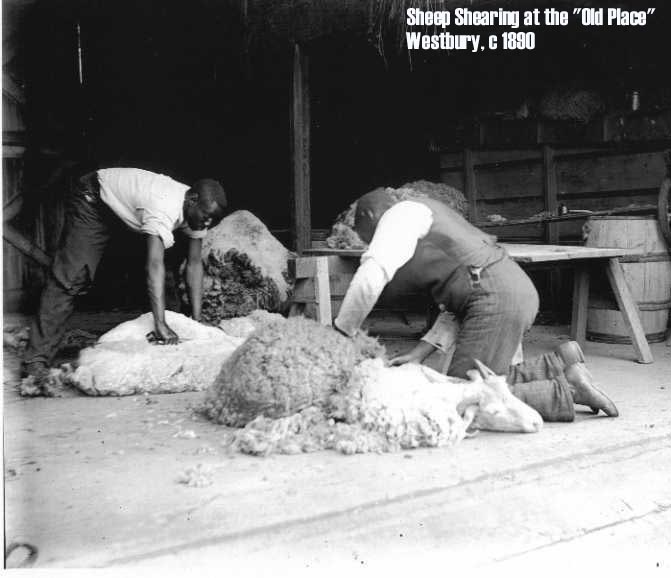 Sheep Shearing at the