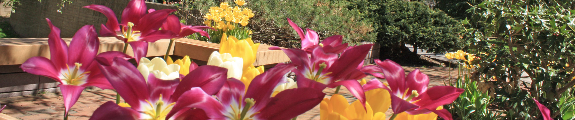 Flowers on Campus