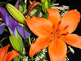 flowers at the Flower Show at Hofstra University.