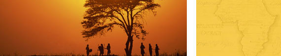 Tree at sunset