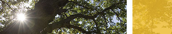 Sunshine next to a tree