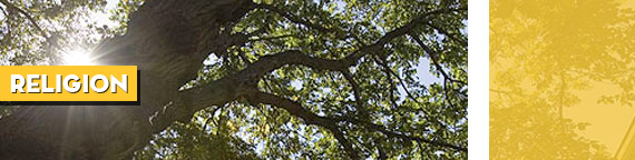 sunshine next to a tree