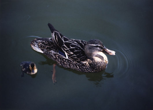mallard  female with duckling