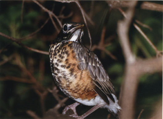 American Robin