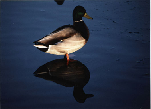 Mallard Male