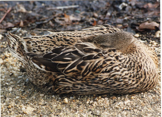 Mallard female duck taking a rest