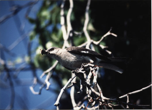 Sparrow with Cricket