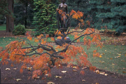 japanese maple