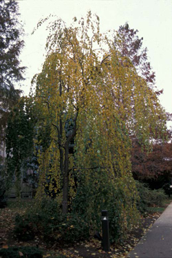 Weeping Katsura