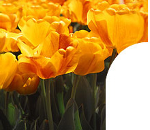 Conference Services and Special Events