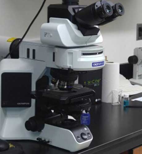 Olympus BX53 Fluorescent Microscope w/DIC