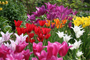 Continuing Eductaion Gardening Classes