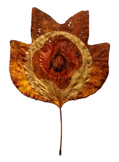 Jessica Baker, Tulip Leaf Print