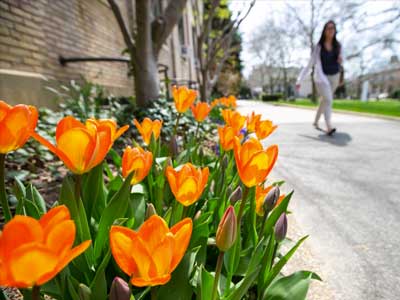 Tulips on HOfstra's Campus