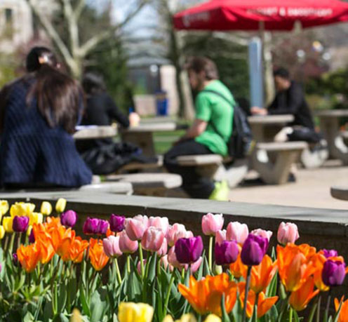 A photo of tulip flowers on campus