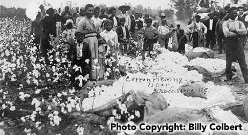 African Americans on cotton field