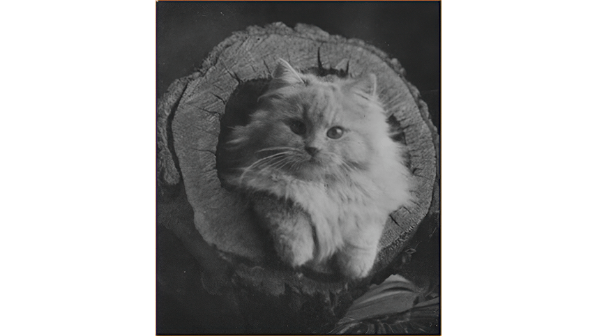 In addition to the main house, there was a barn, greenhouse, garages, caretaker's cottage, and a small steam-heated structure, which was built for Mrs. Hofstra's cats. Not only did she have angoras and other prize-winning felines, but also according to family friend, Howard Brower, she picked up 'plain old alley cats.'