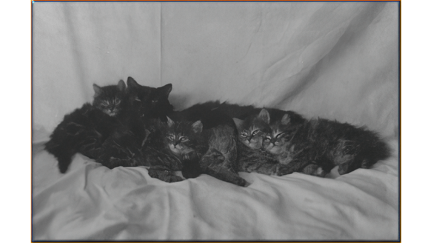 In addition to the main house, there was a barn, greenhouse, garages, caretaker's cottage, and a small steam-heated structure, which was built for Mrs. Hofstra's cats. Not only did she have angoras and other prize-winning felines, but also according to family friend, Howard Brower, she picked up 'plain old alley cats.'