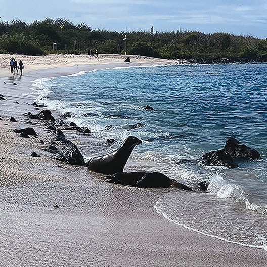 A sea lion rests on a sandy beach near the shoreline, with waves washing over rocks. People walk along the beach in the distance, and dense trees line the background. The sky is partly cloudy.