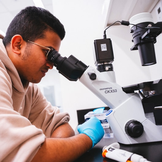 A person wearing a tan hoodie and blue gloves looks into a microscope in a laboratory setting, with scientific equipment and containers visible on the black countertop.