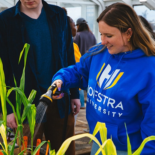 A woman in a Hofstra University sweatshirt waters plants in a greenhouse while a man stands beside her. Other people and more plants are visible in the background.