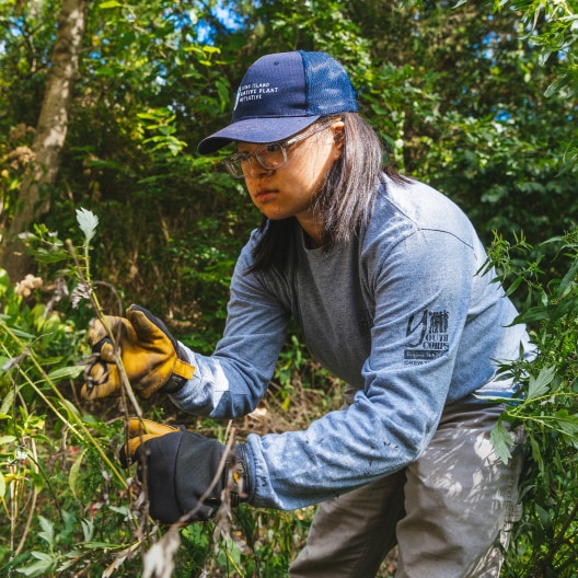 A person wearing gloves, glasses, a blue long-sleeve shirt, and a navy cap is pulling or trimming plants in a green, wooded outdoor area.