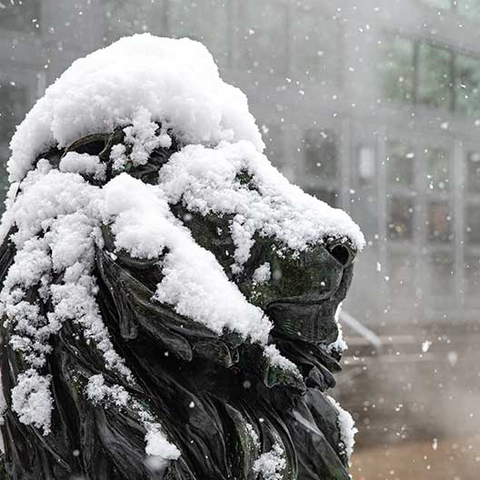 Hofstra lion statue covered in snow